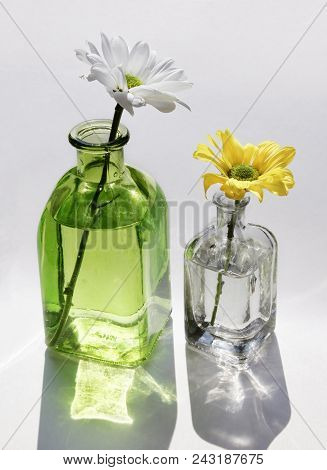 Still Life With Two Beautiful Daisy Flowers In The Small Vintage Glass Botlles Against A High Key Ba