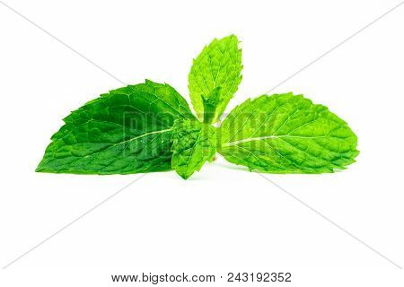 Kitchen Mint Leaf Isolated On White Background. Green Peppermint Natural Source Of Menthol Oil. Thai