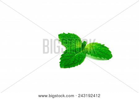 Kitchen Mint Leaf Isolated On White Background. Green Peppermint Natural Source Of Menthol Oil. Thai