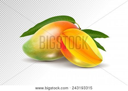 Two Fresh Realistic Mango Fruit On A Transparent Background. Vector 3d Illustration