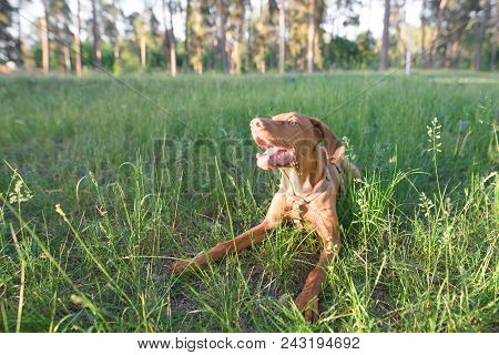 Brown Young Dog Lies In The Woods On The Grass. Portrait Of A Cinned Dog Lying In The Green Grass Ag