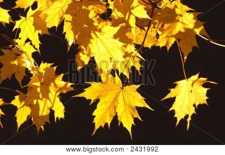 Folhas amarelas