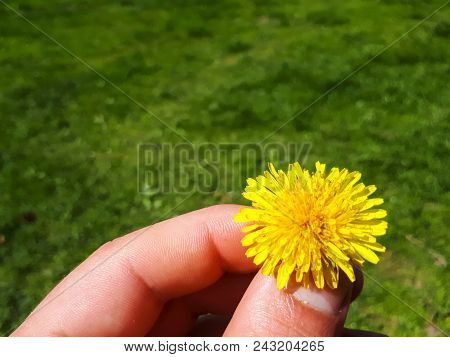 Closeup Of A Bright Yellow Blooming Sow Thistle (sonchus Oleraceus) On Hand