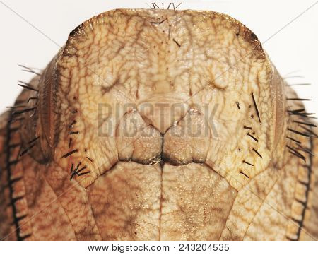 A Portrait Of A Pupa Of The Forest Giant Owl Butterfly, Caligo Eurilochus, Isolated On White Backgro