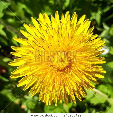 Closeup Of A Bright Yellow Blooming Sow Thistle (sonchus Oleraceus) On Green Grass Background