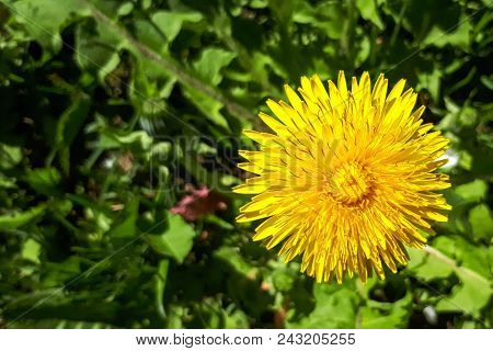 Closeup Of A Bright Yellow Blooming Sow Thistle (sonchus Oleraceus) On Green Grass Background