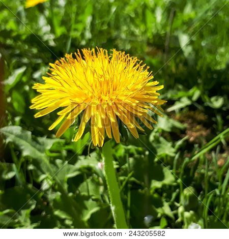 Closeup Of A Bright Yellow Blooming Sow Thistle (sonchus Oleraceus) On Green Grass Background