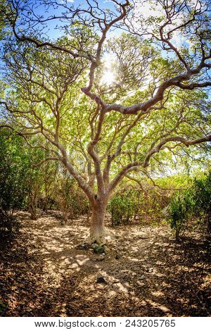Sun shining through the branches of a tree on a small island in BVI