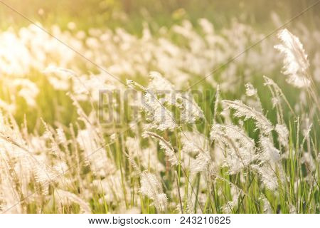 A Field Of Imperata Cylindrica With Warm Sunlight