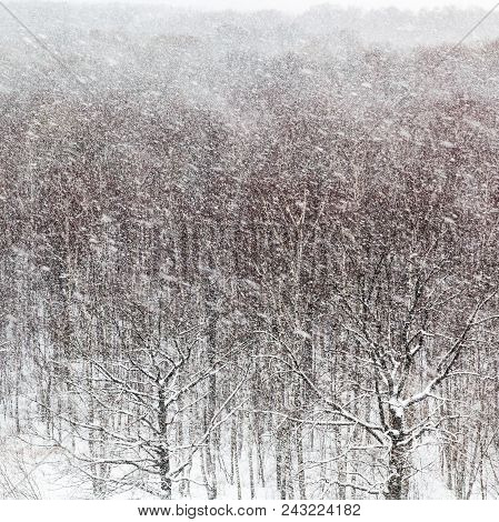 Snow Blizzard Over Wood In Timiryazevskiy Park In Moscow In Winter Day