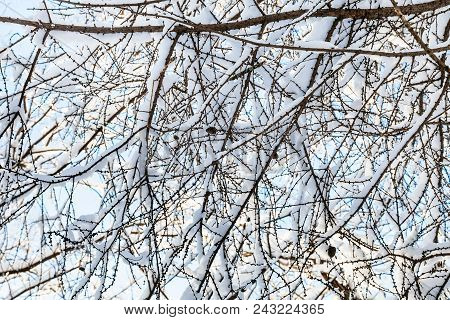 Snow-covered Branches Of Larch Tree In Forest Of Timiryazevskiy Park Of Moscow City In Sunny Winter 