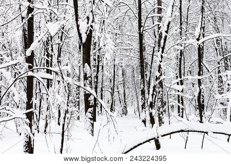 Black Tree Trunks In White Snowy Forest Of Timiryazevskiy Park Of Moscow City In Overcast Winter Day