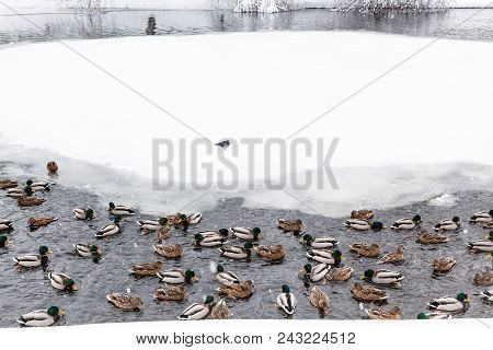 Ducks And Drakes Swimming In Lake In Urban Timiryazevskiy Park In Moscow City In Winter Snowfall