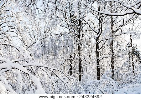 Snowy Branches In Timiryazevskiy Forest Park Of Moscow City In Sunny Winter Morning