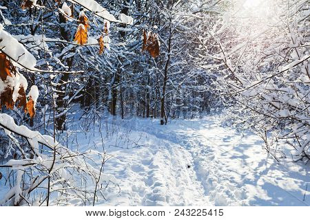 Dried Leaves Of Maple Tree Over Path In Snow-covered Forest Of Timiryazevskiy Park Of Moscow City In