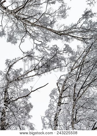 Bottom View Of Snow-covered Tops Of Birch Trees In Forest Of Timiryazevskiy Park Of Moscow City In O