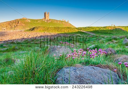 Wild Thrift At Dunstanburgh Castle, Located Between Craster And Embleton In Northumberland On The No