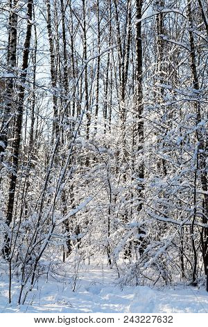 Snow-covered Trees In Grove Of Timiryazevskiy Park Of Moscow City In Sunny Winter Day