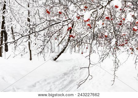 Frozen Hawthorn Tree Over Path In Forest Of Timiryazevskiy Park Of Moscow City In Overcast Winter Da