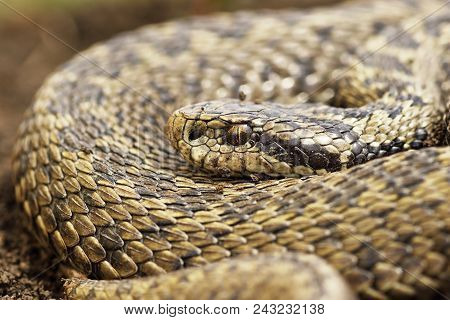 Close Up Of Female Orsinii Viper ( Vipera Ursinii Rakosiensis )