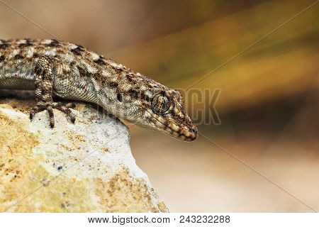 Closeup Of Kotschy's Naked-toed Gecko