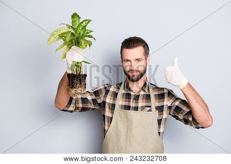 Portrait Of Attractive Florist With Stubble Showing Demonstrate House Diffenbachia With Soil And Thu