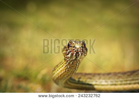 Eastern Montpellier Snake Portrait ( Malpolon Monspessulanus Insignitus )