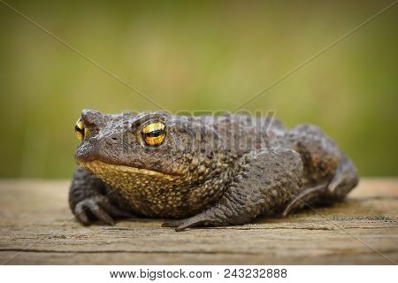European Brown Toad Standing On Wooden Board ( Bufo )