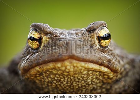 Macro Portrait Of Cute Brown Common Toad ( Bufo Bufo )