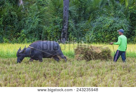 Marinduque , Philippines - March 31: Filipino Farmer Working At A Rice Field In Marinduque Island Th