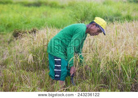 Marinduque , Philippines - March 31: Filipino Farmer Working At A Rice Field In Marinduque Island Th
