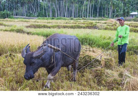 Marinduque , Philippines - March 31: Filipino Farmer Working At A Rice Field In Marinduque Island Th