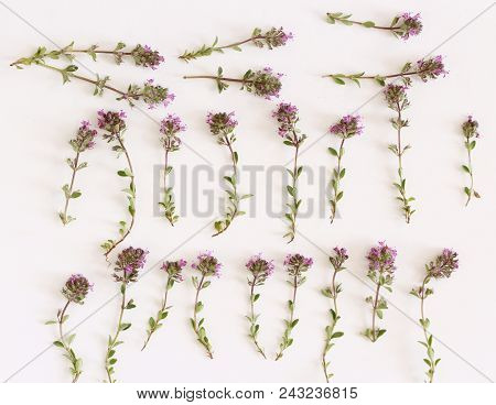 Purple Little Thymus Pulegioides Common Names Lemon Thyme On White Background.thymus Pulegioides Is 