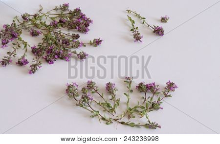 Purple Little Thymus Pulegioides Common Names Lemon Thyme On White Background.thymus Pulegioides Is 