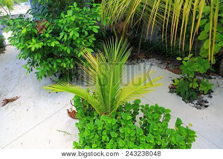 Beautiful View On Pice Of Private Garden. Juicy Green Plants On White Sand Background.