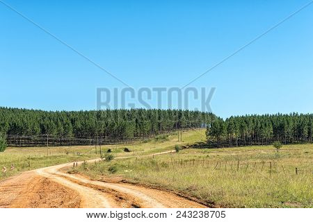 Pine Tree Plantations Next To Road R396 Between Maclear And The Pot River Pass In The Eastern Cape P