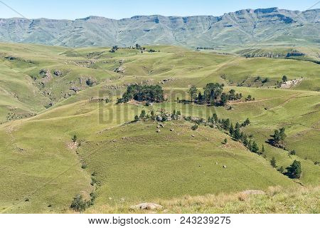 A Farm Landscape With Cows As Seen From The Pot River Pass In The Eastern Cape Province Of South Afr