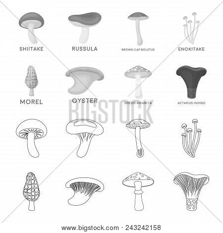 Morel, Oyster, Green Amanita, Actarius Indigo.mushroom Set Collection Icons In Outline, Monochrome S