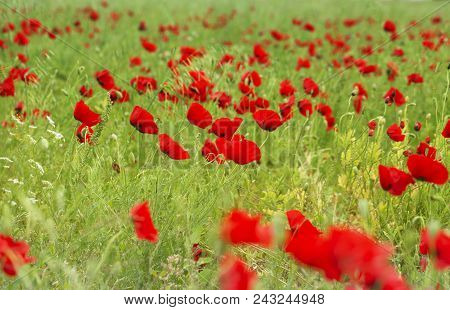 Meadow Covered With Flowers. Bright Red Poppies And Whight Bells On A Background Of Green Grass.