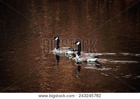 Two Canadian Geese Peacefully Enjoying Their Time Together