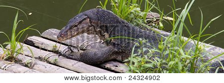 มังกรโคโมโด