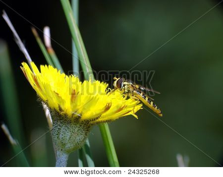 Lilla biet på en gula blomma