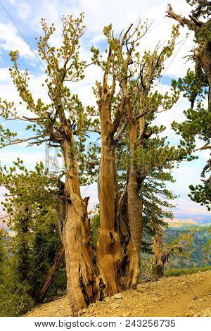 Lodgepole Pine Tree Also Known As The Twisted Pine Which Has Been Weathered From The Wind Taken At T