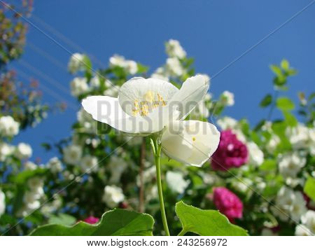 Jasmine, Yasmine Is A Genus Of Shrubs And Vineyards In An Olive Family Oleaceae . The Honey Bee Coll