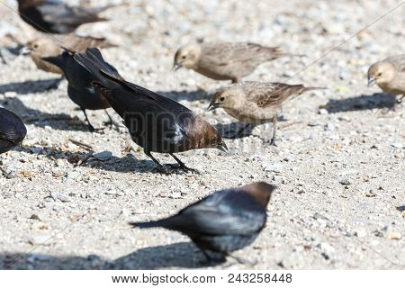 Brown Headed Cowbird  At  Vancouver Bc Canada