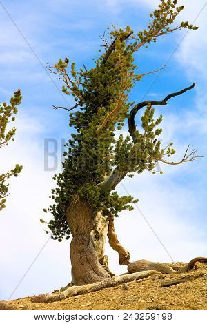 Lodgepole Pine Tree Also Known As The Twisted Pine Which Has Been Weathered From The Wind Taken At T