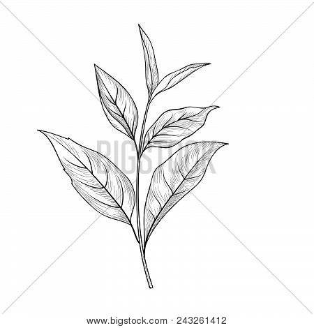 Tea Branch Sketch. Tea Leaves Card Background For Hot Beverage Menu Deasign