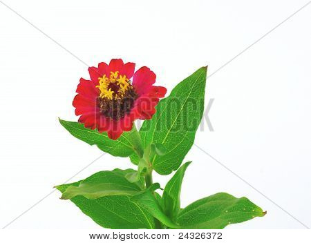 ดอกไม้ออกดอกสีแดง (helenium Autumnale)