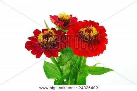 ดอกไม้สีแดง (helenium Autumnale)