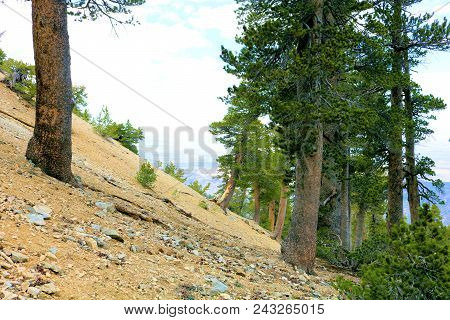 Lodgepole Pine Trees Also Known As The Twisted Pines Which Are Weathered From The Wind Taken At The 